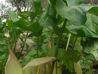Arum concinnatum 7, Saxifraga-Ed Stikvoort